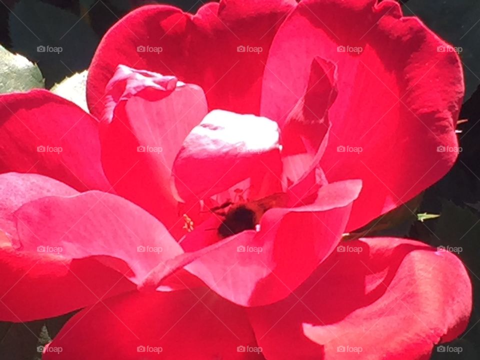 Flower and bee