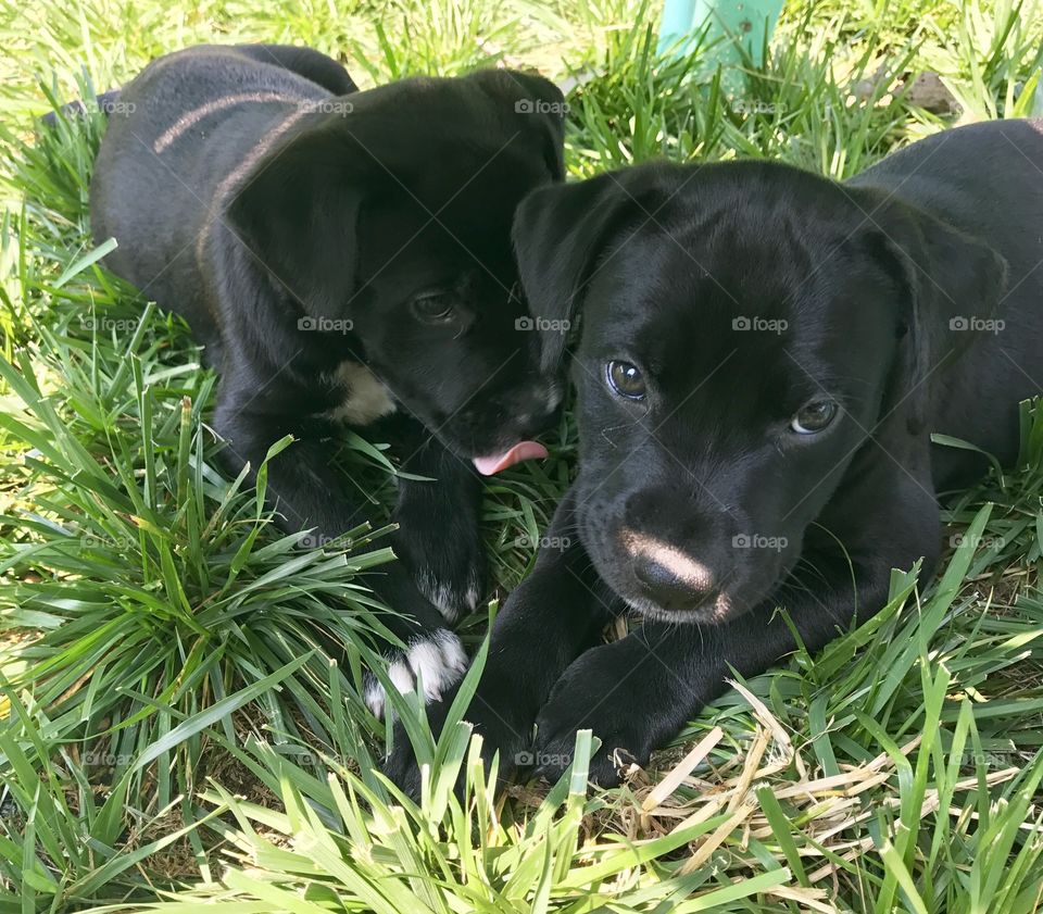 Close-Up Snuggling Puppies