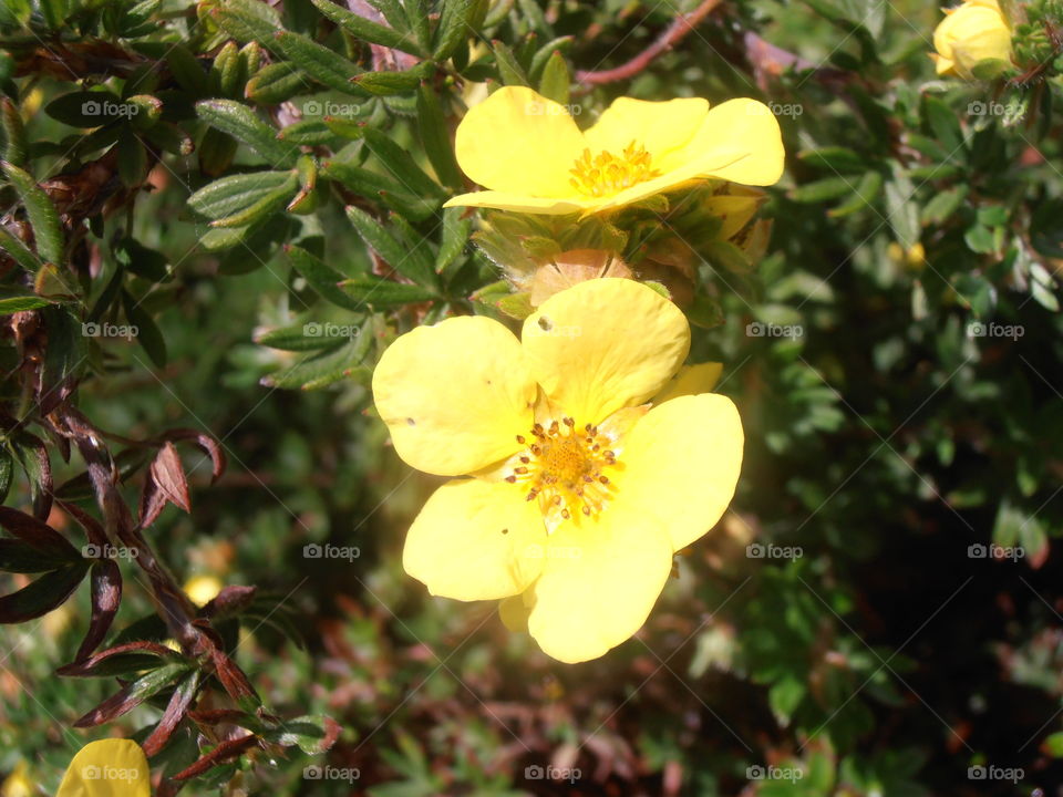 Yellow Potentila Flowers