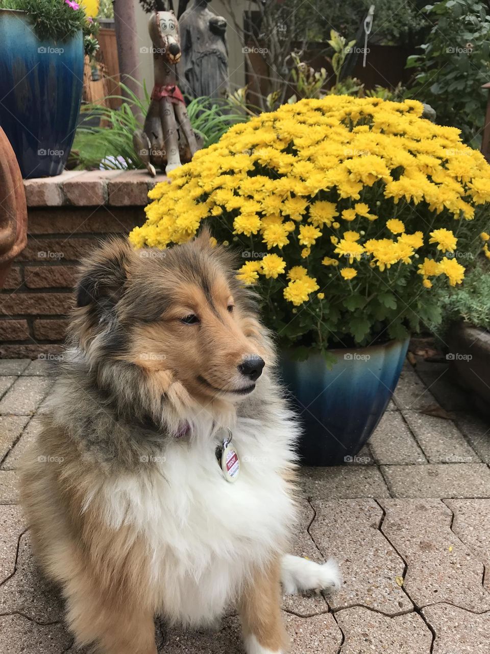 Sheltie and Chrysanthemums