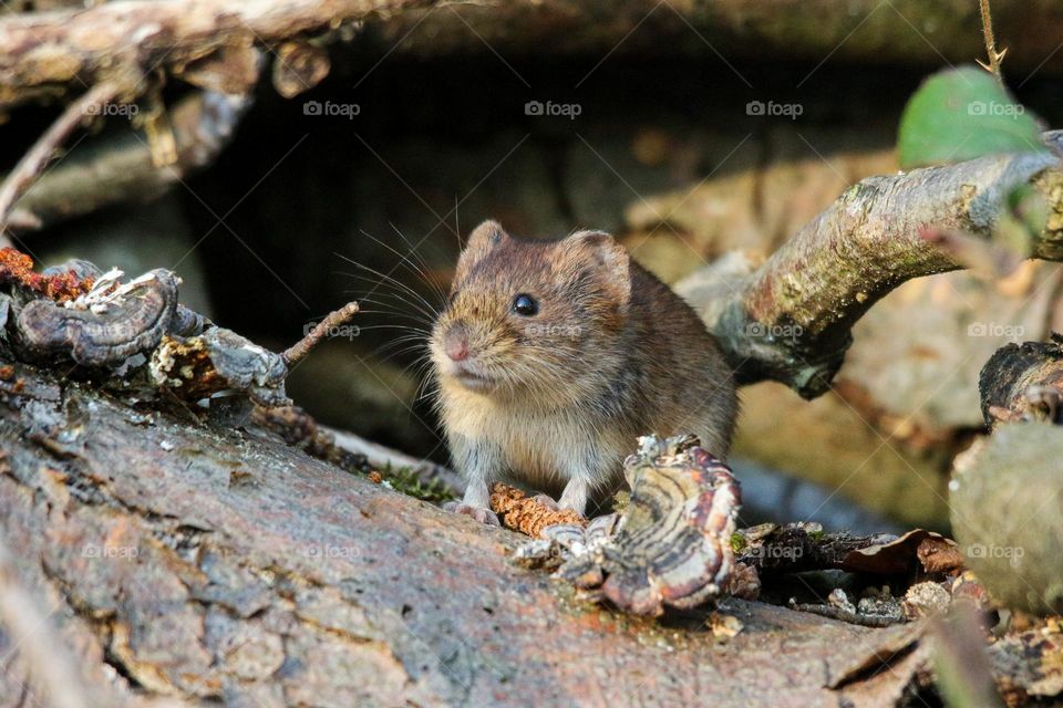 Meeting a mouse in the forest