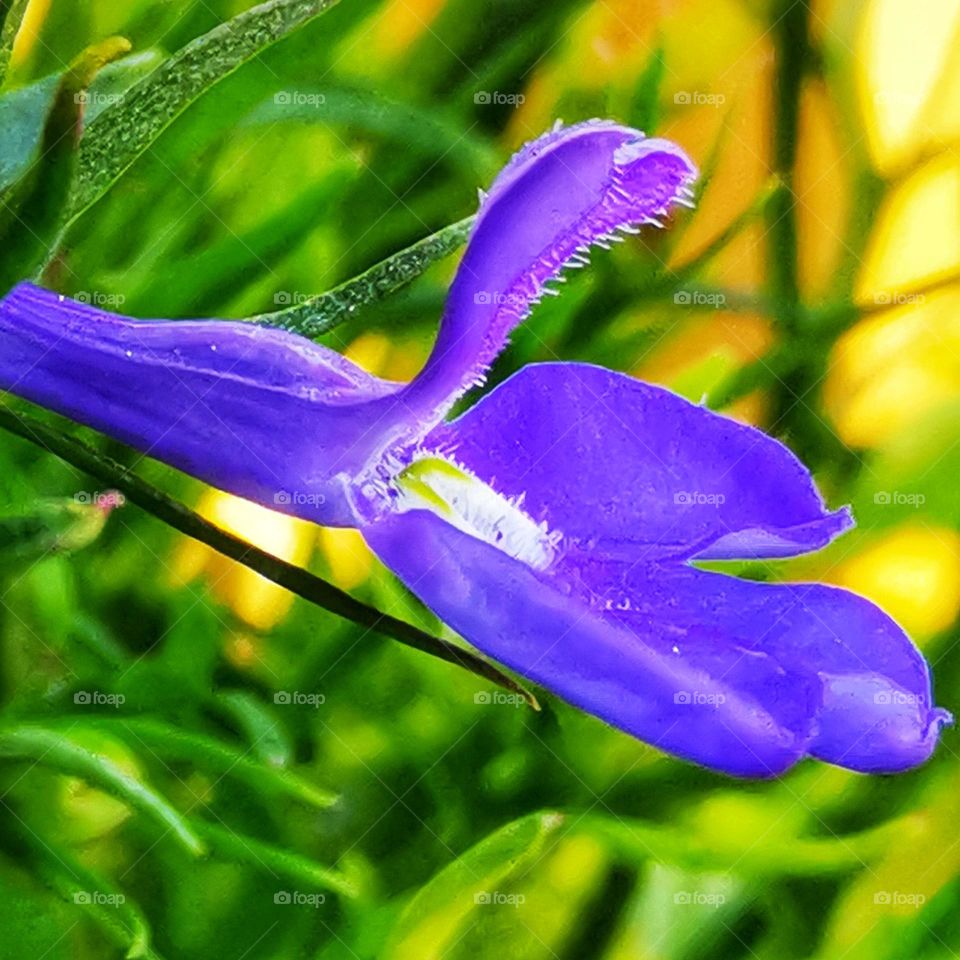 Purple flower