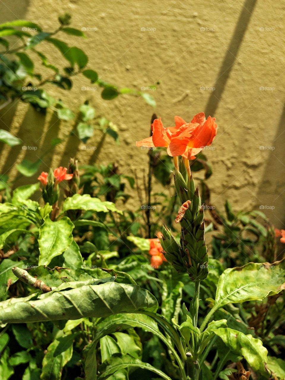 orange flowers 