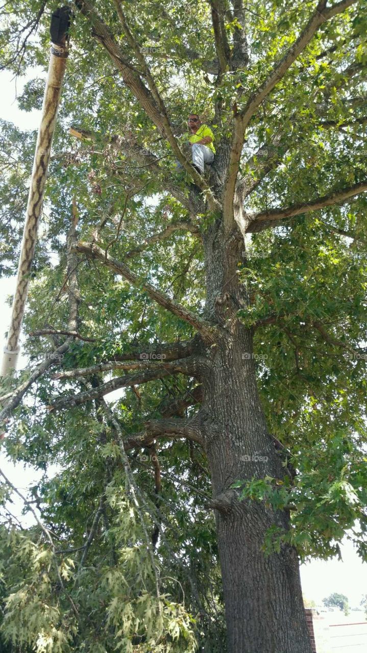 Incredibly Aged Pine Tree over 150 years old