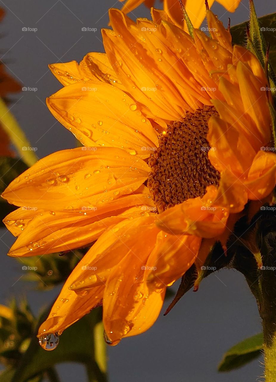 Sunflower after rain