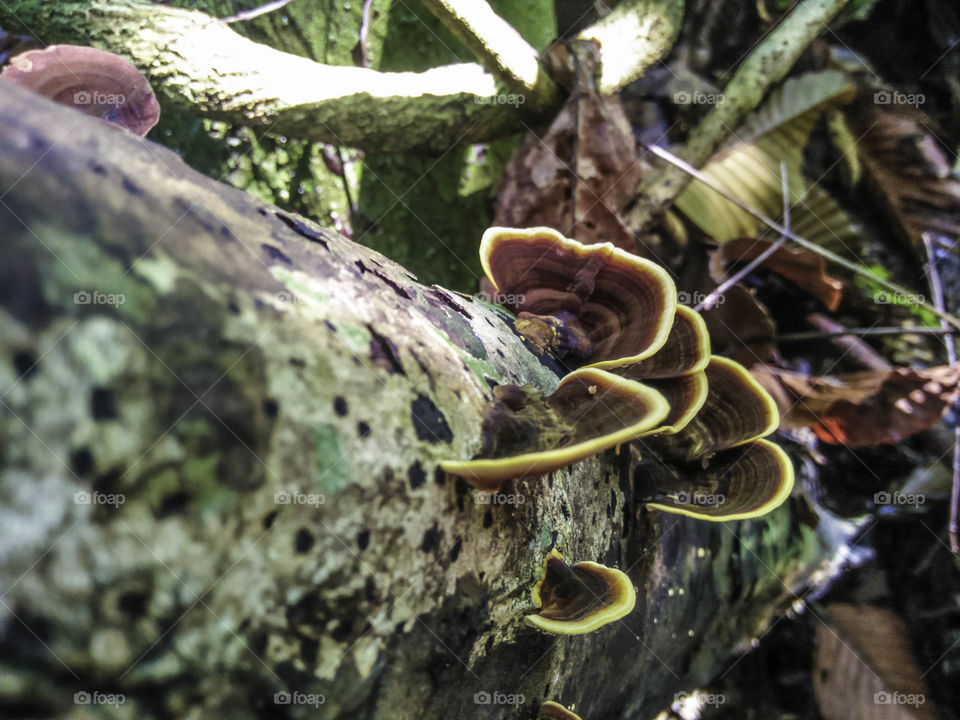 Rain forest mushroom