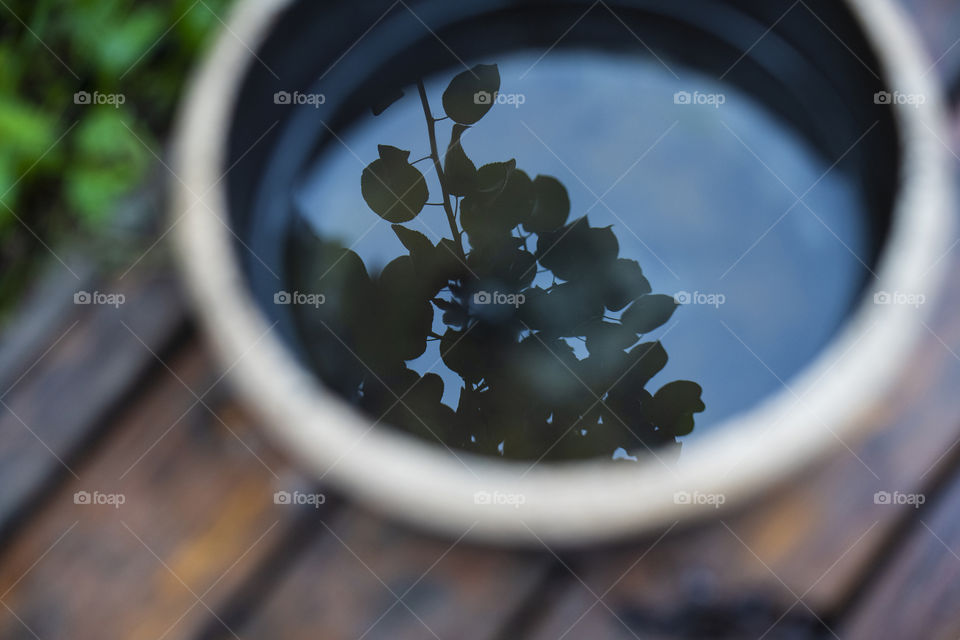 The water reflection