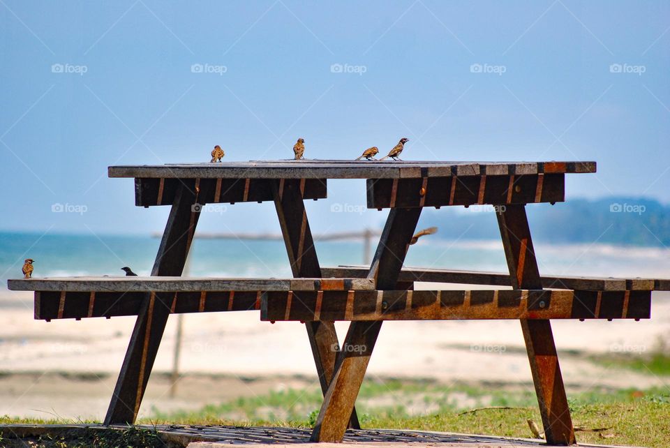 Group of birds make a wooden table near the sea as a playground on sunny day.