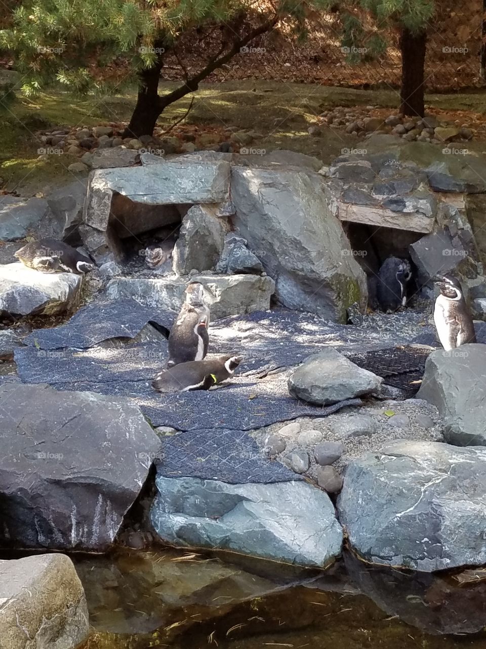 Molting season for these penguins at a Washington state zoo.