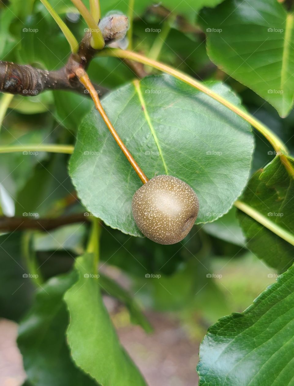 flower tree and fruit