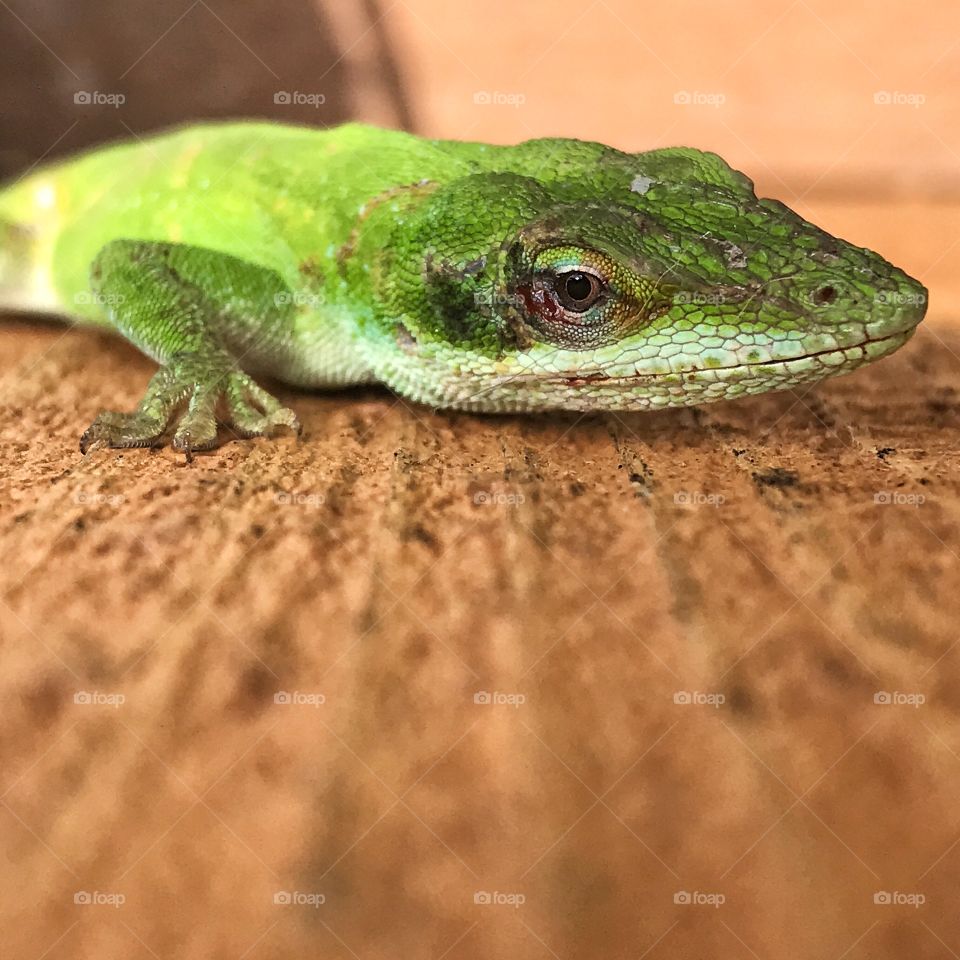 Lizard 🦎