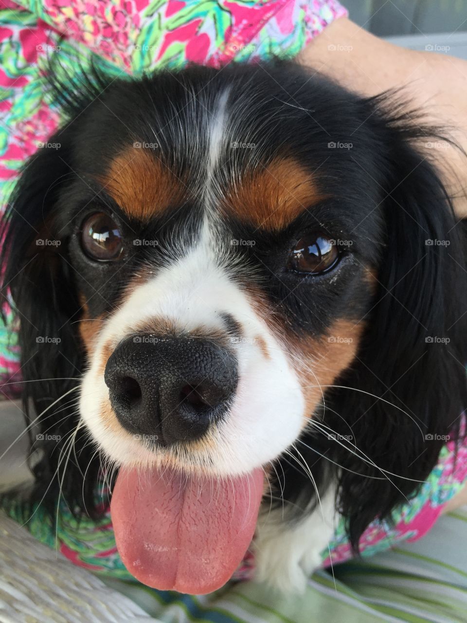 Cavalier King Charles Spaniel