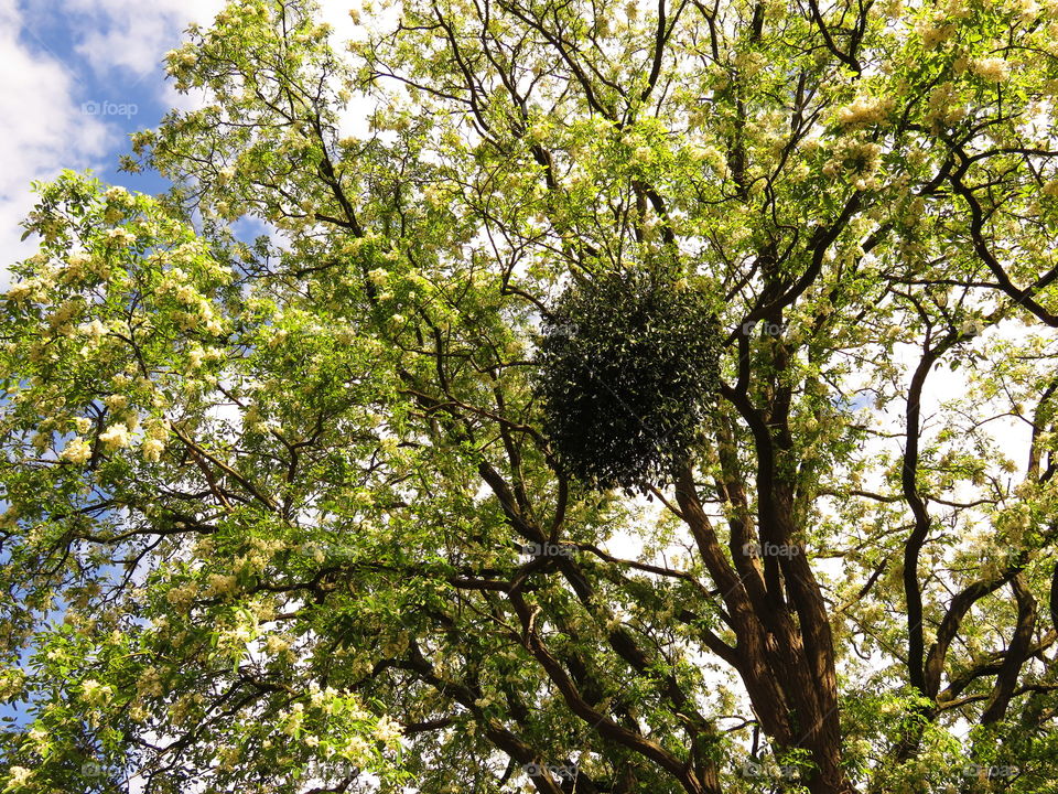 gorgeous tree