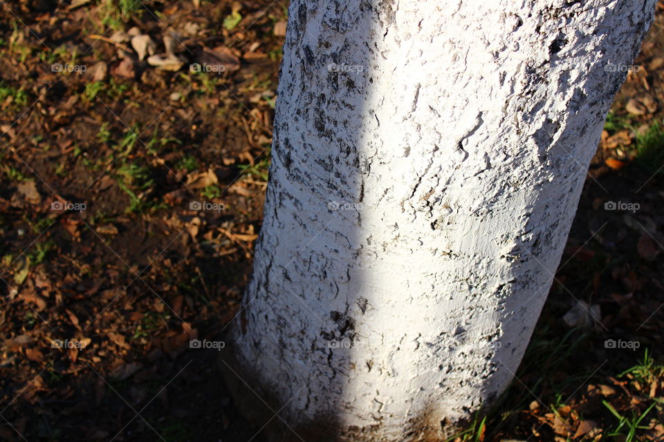 white tree textures