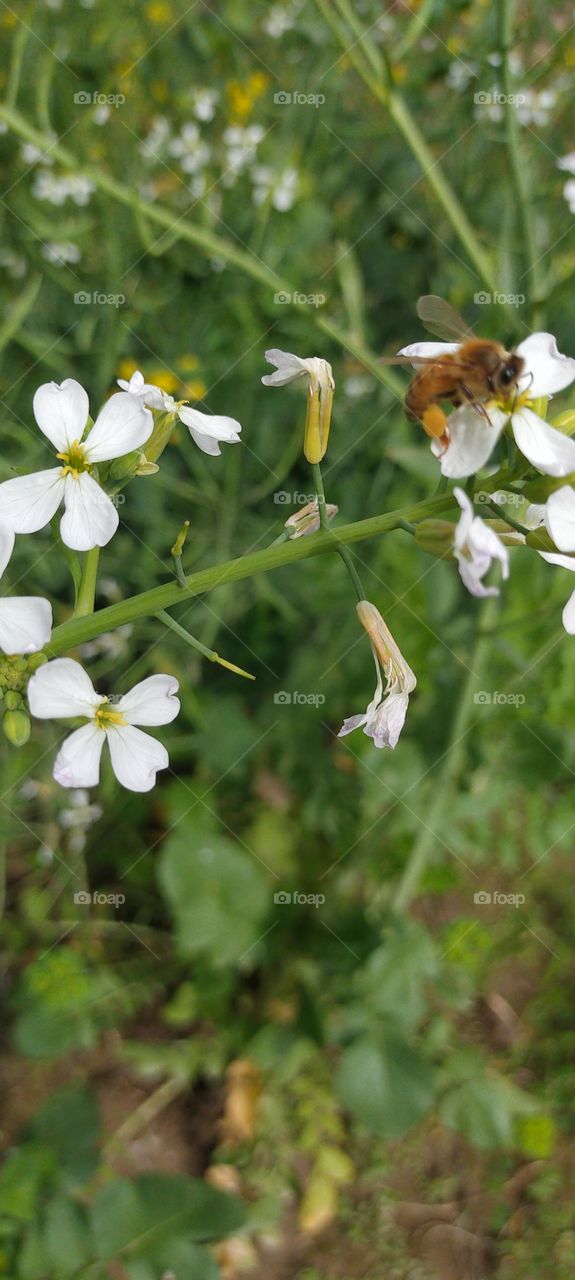The honey bee enjoying the taste of those lovely flowers