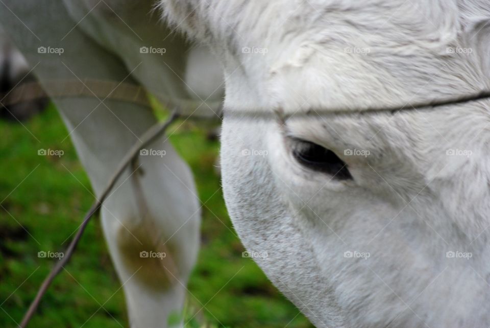 Cow on pasture