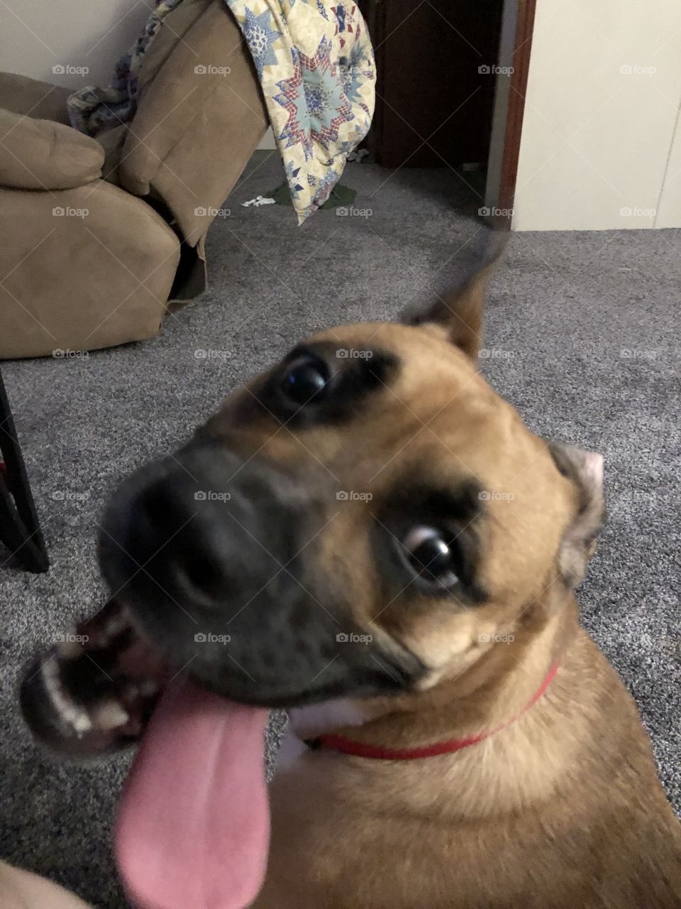 Silly Boxer