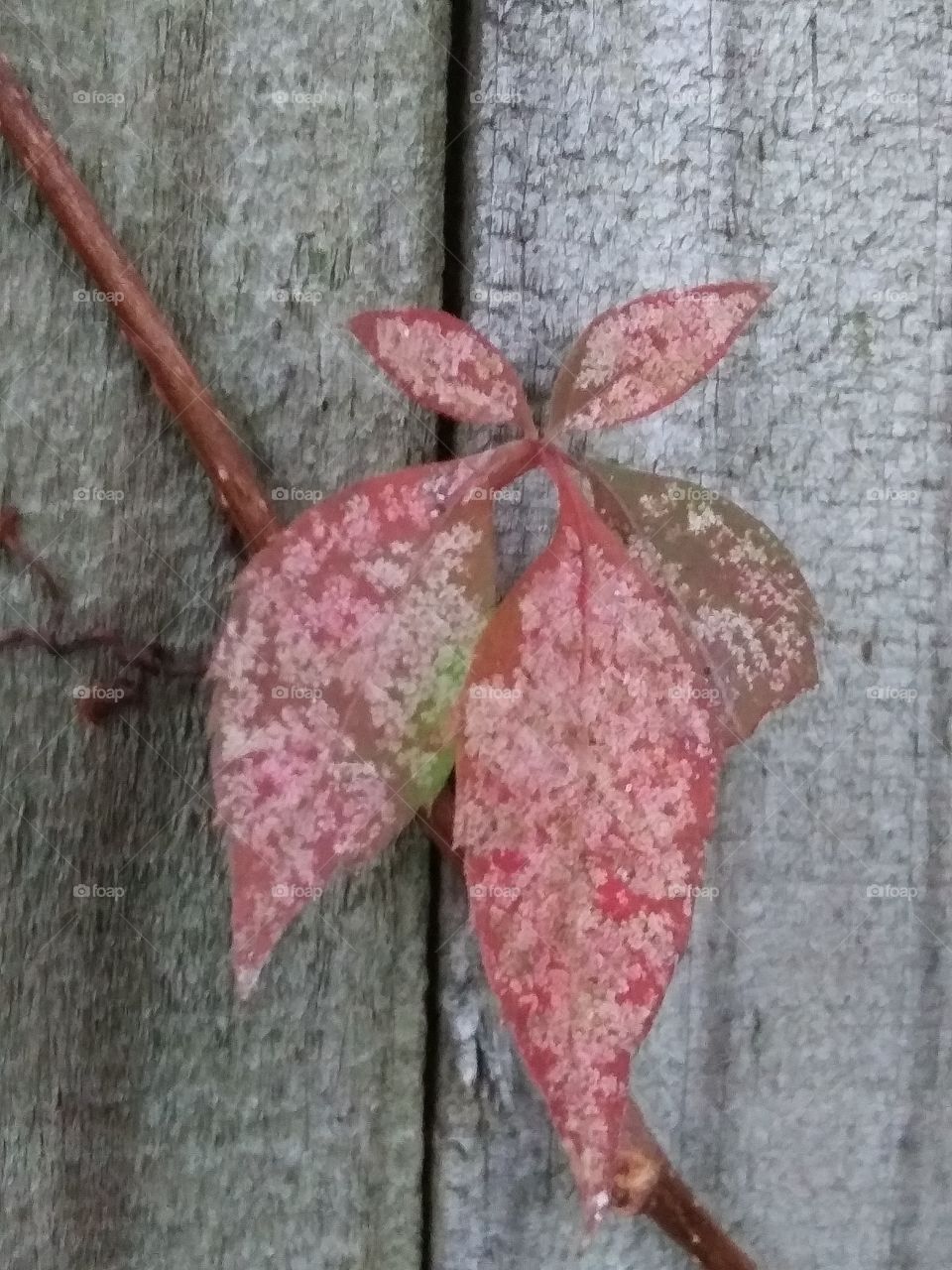 red leaf in autumn