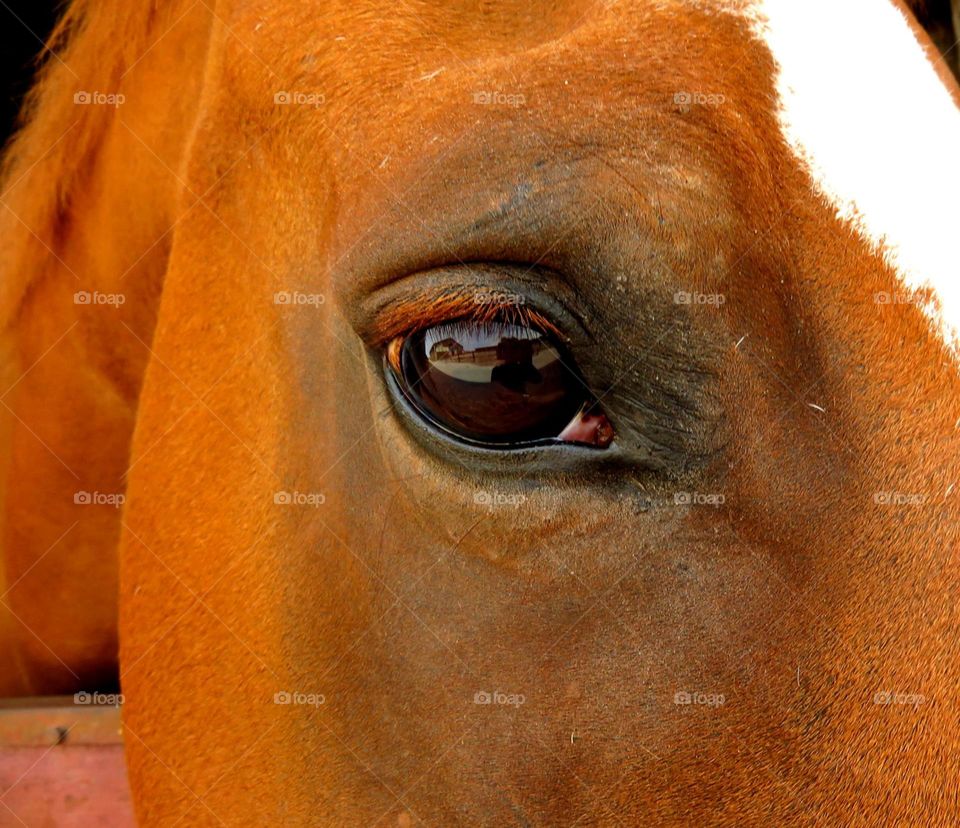 On the eye of a horse