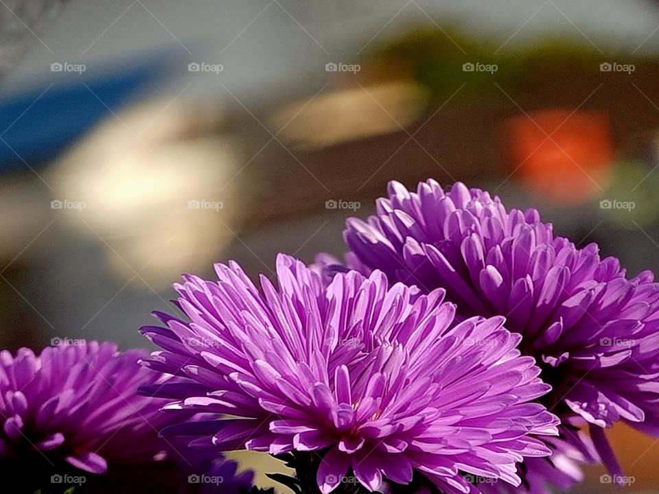 aster
