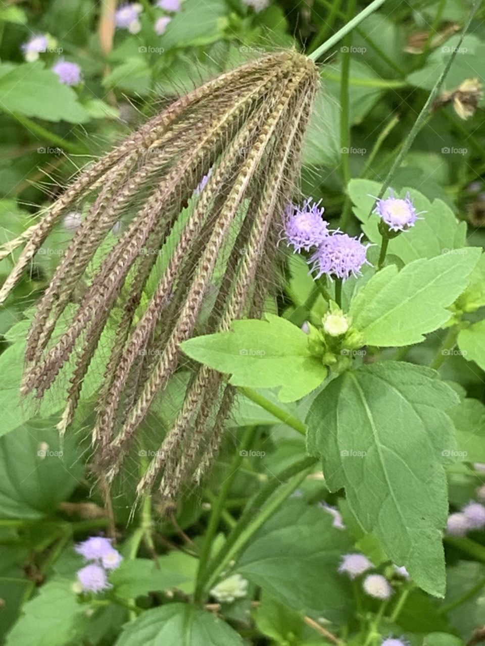 Plants around us.