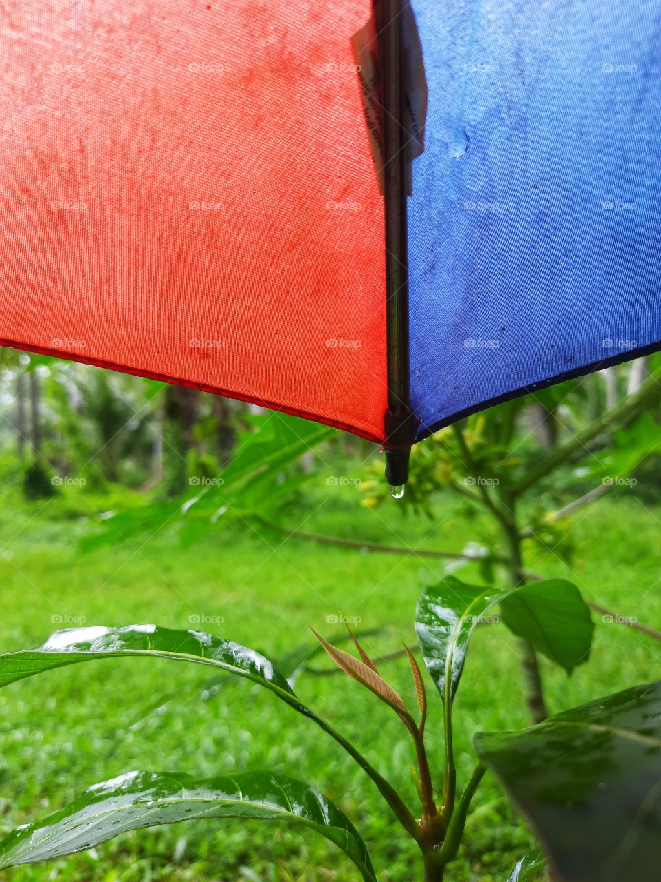 Raindrops fall from a beautiful red and blue umbrella.