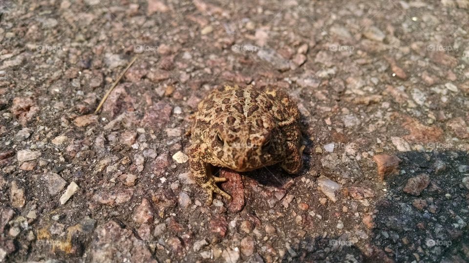 High angle view of common toad