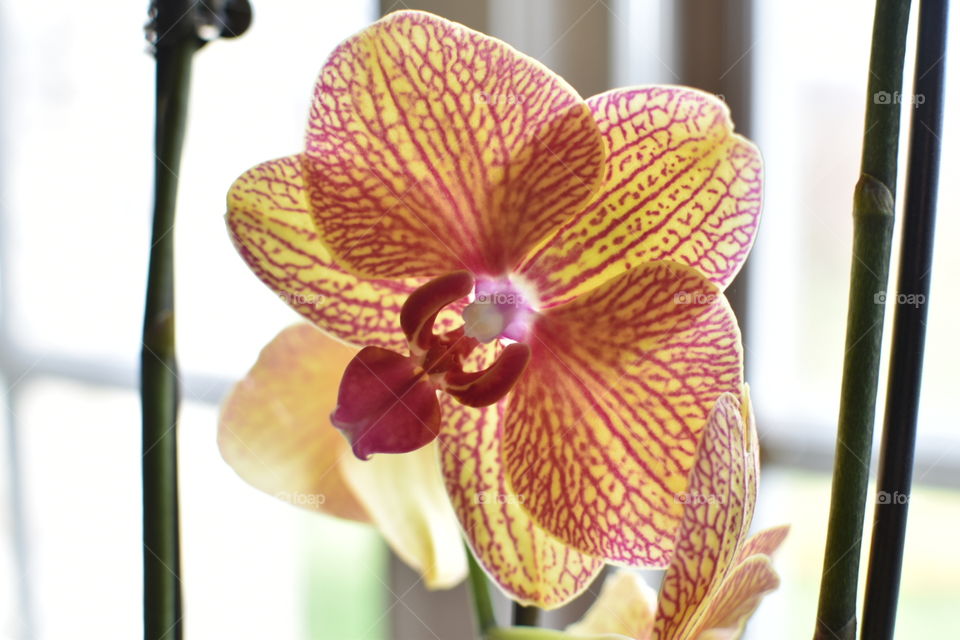 bright orchid