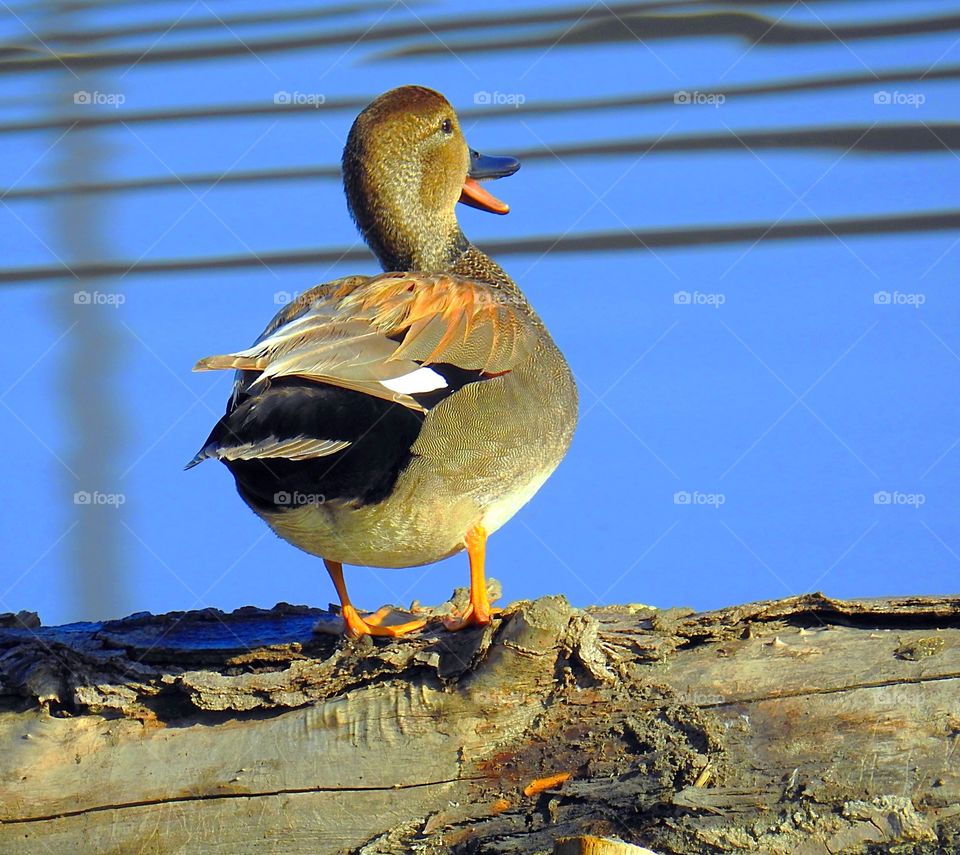 Duck- Cinnamon Teal