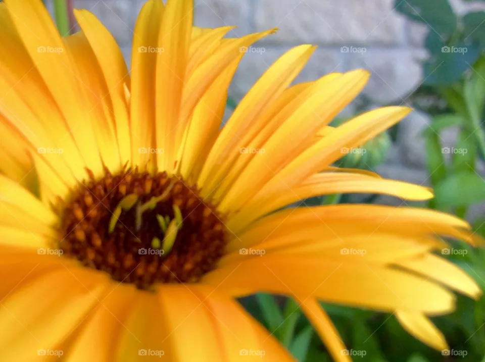 Closeup