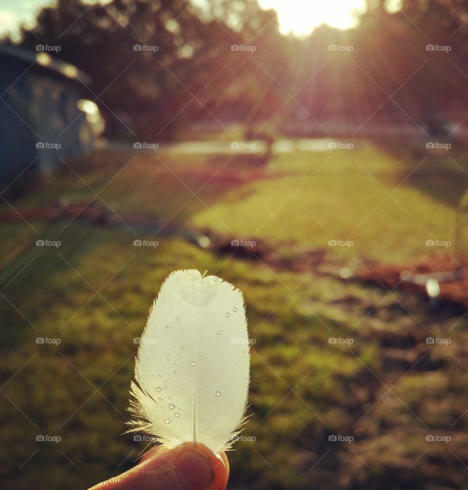 found white feather, held by child. sun shining in background.