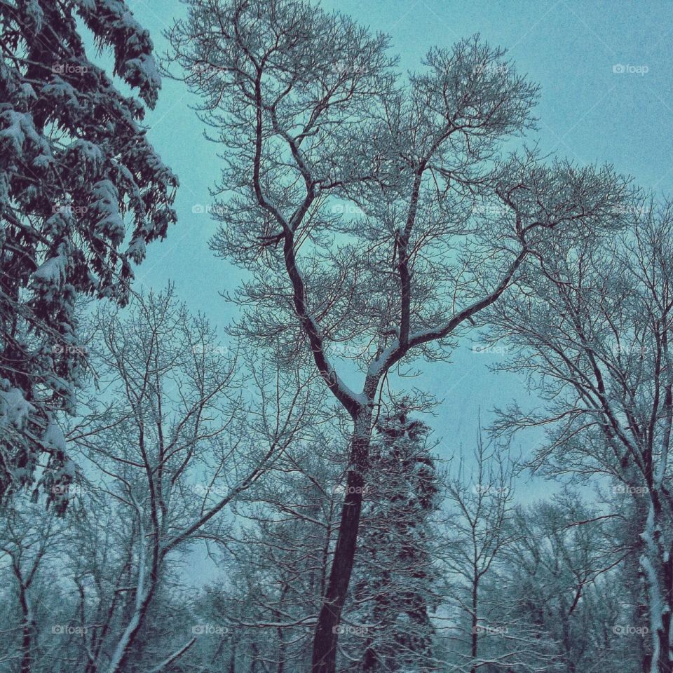 Unnamed woodland in Stratford, CT during a dawn snow 
