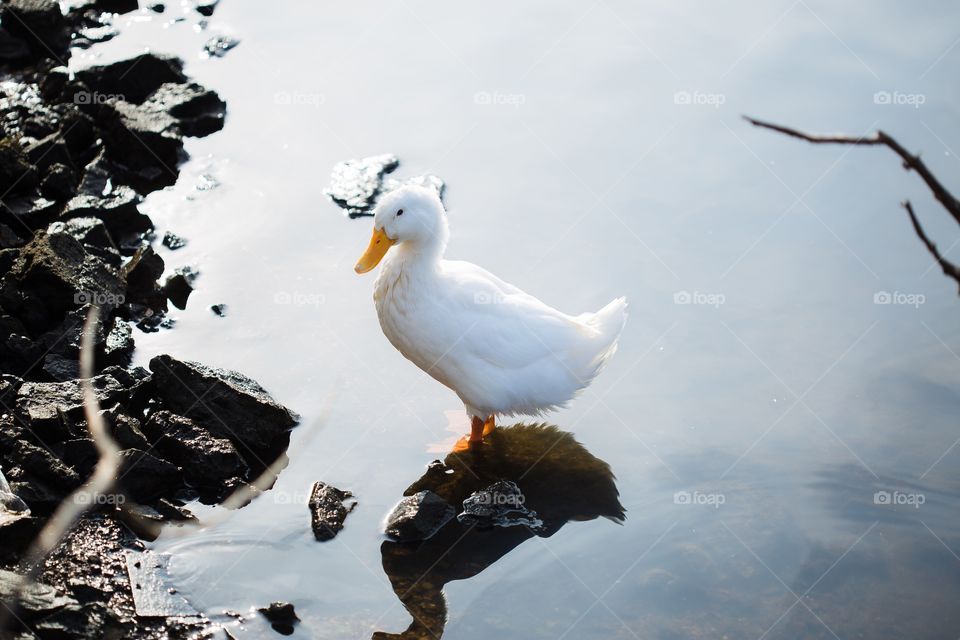 White duck