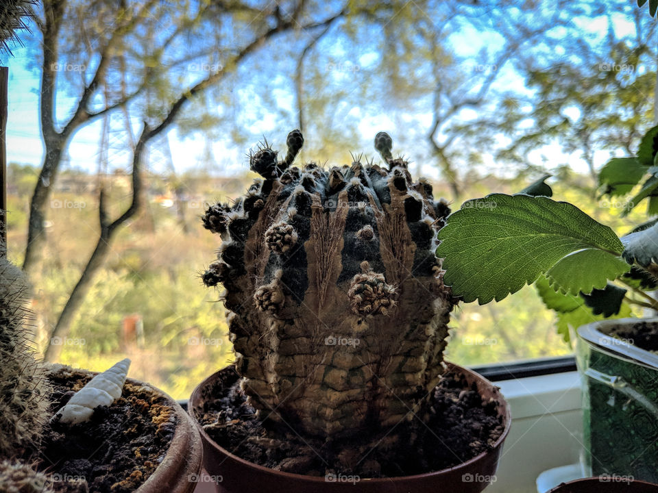 cactus plans to bloom