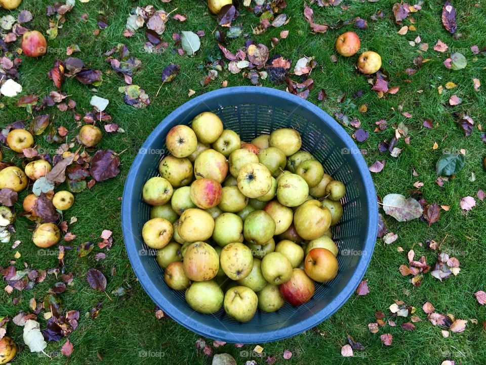 Apples in basket