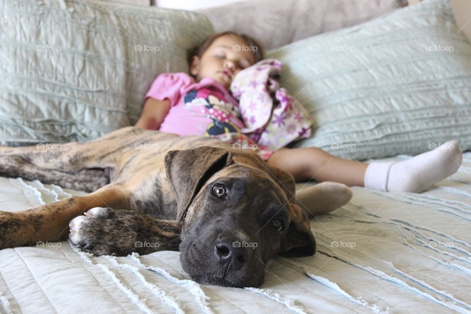 Close-up of a dog lying with girl sleeping on bed