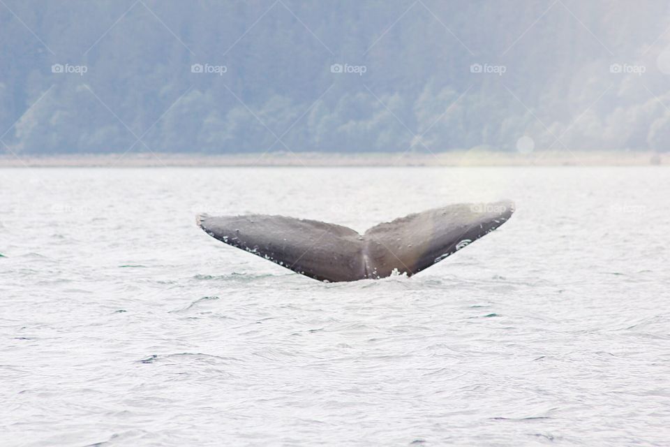 Whale watching in Juneau 