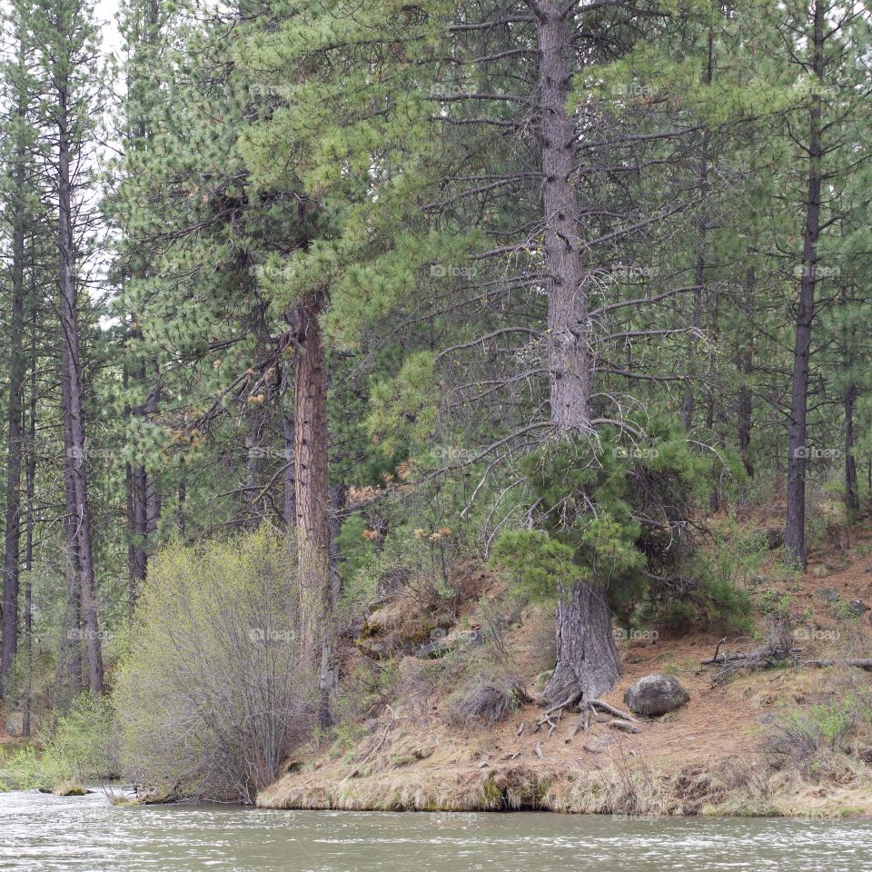 The beautiful spring waters of the Deschutes River in Central Oregon flows along its ponderosa pine tree covered banks near Lava Island. 