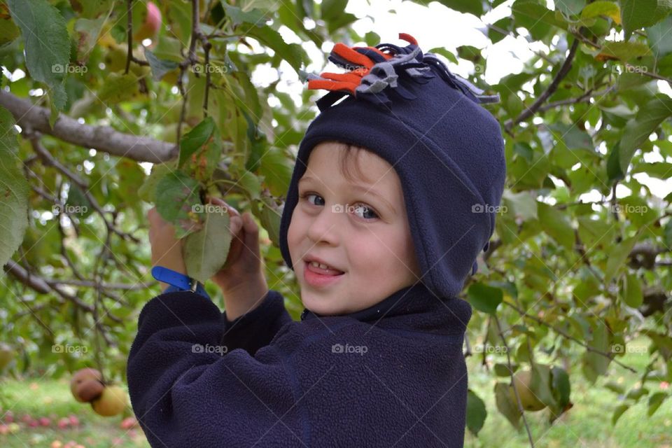 Apple picking