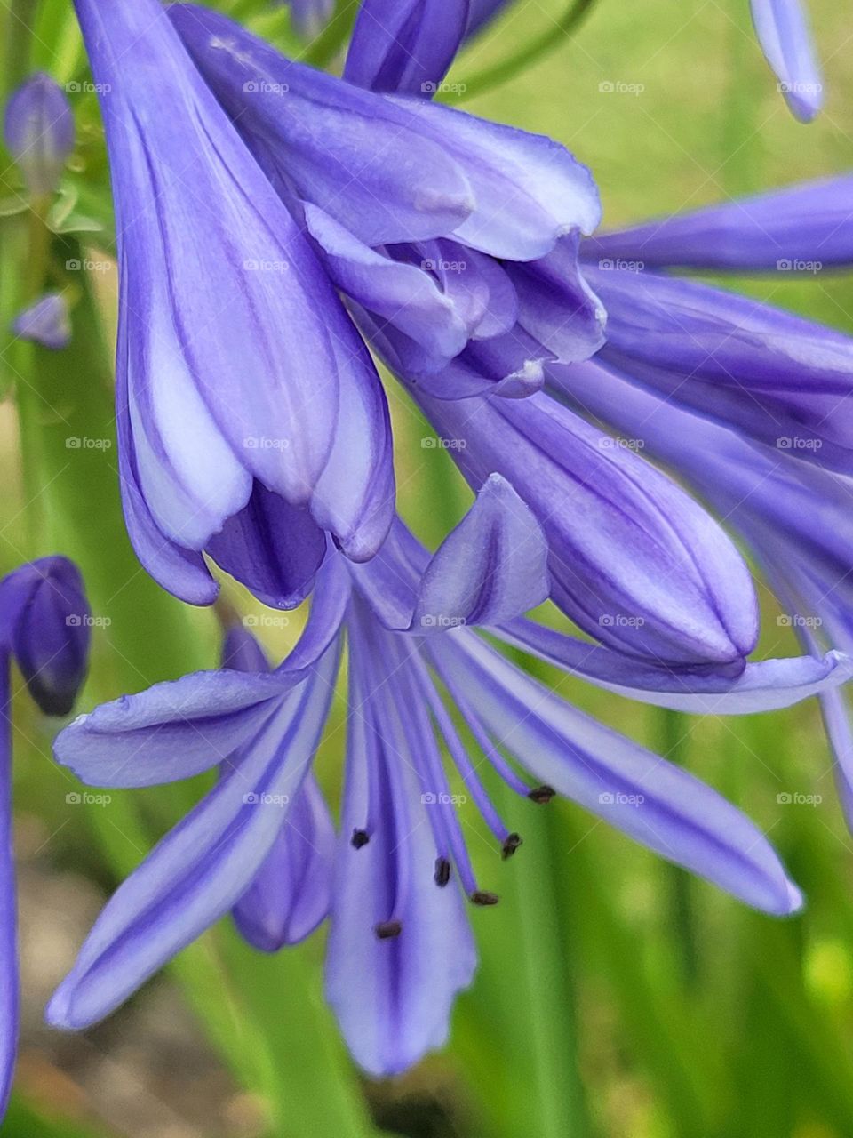 flor agaphantus