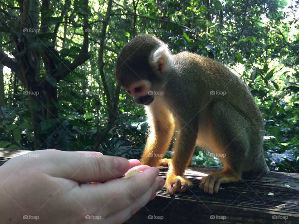 Monkey Jungle Collection @XavierSantos47 Monkeys Trees Forest Plants Nature