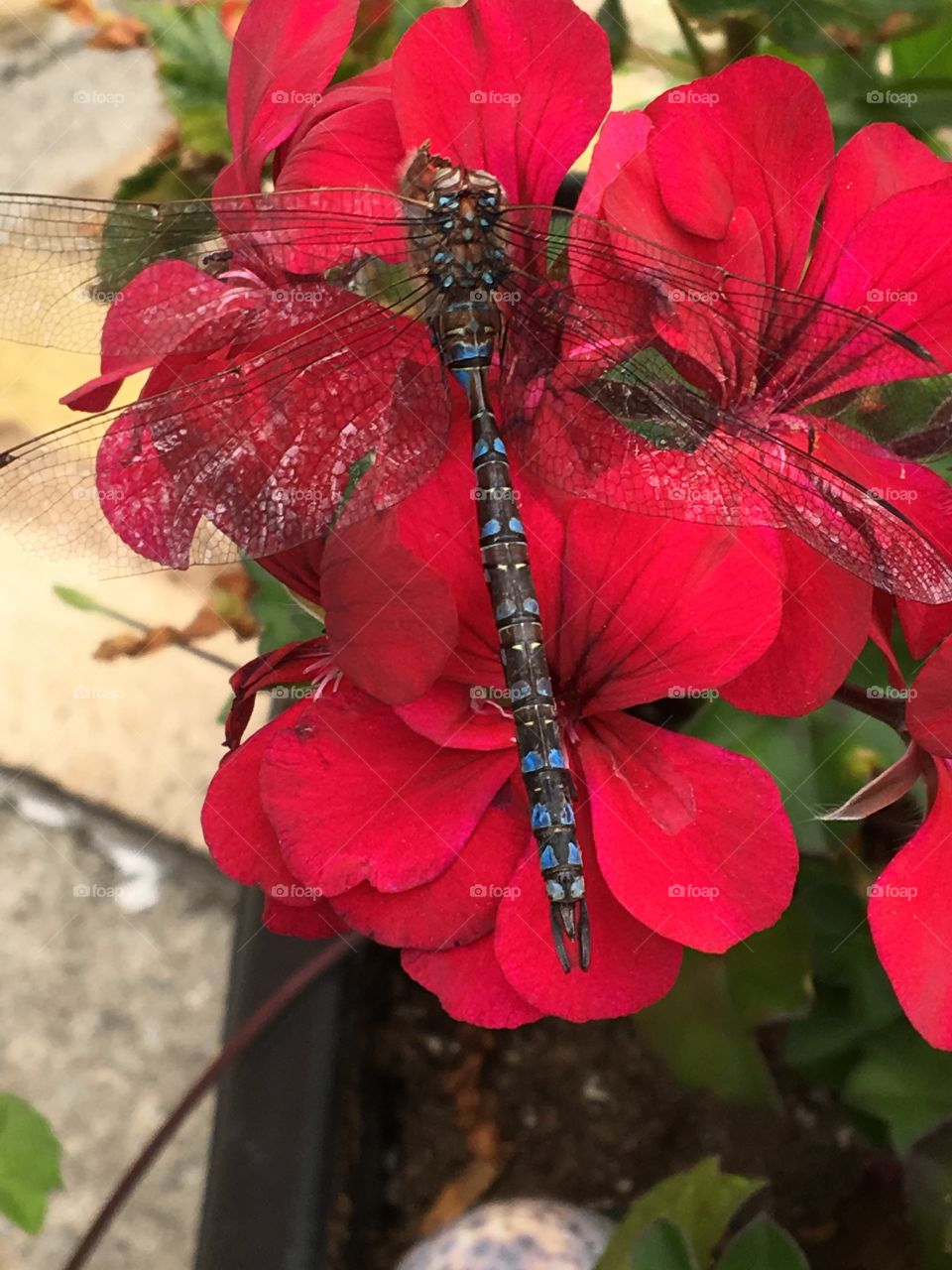Blue dragonfly on red geranium flower