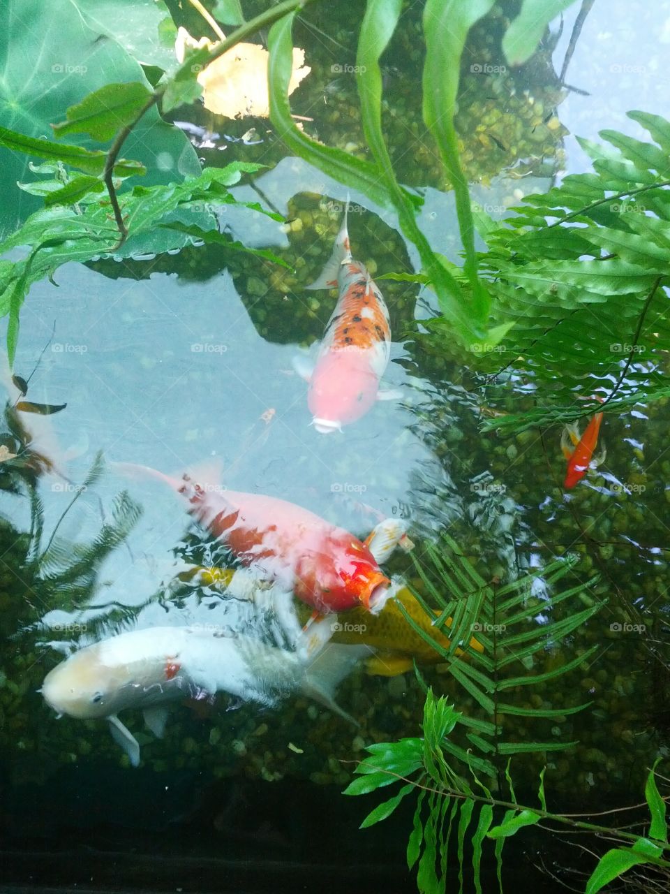 Swimming fish