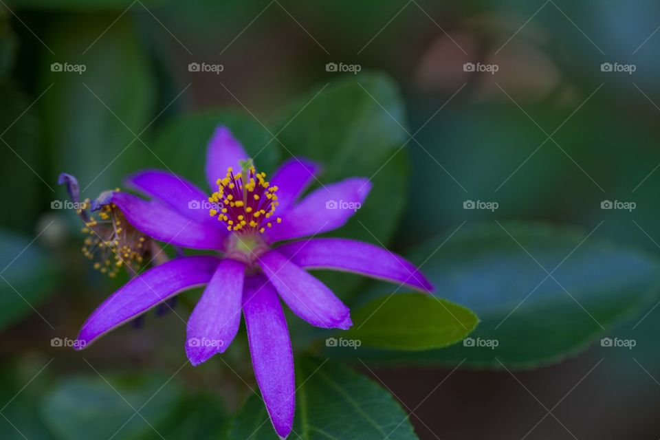 Purple Flower in Bloom