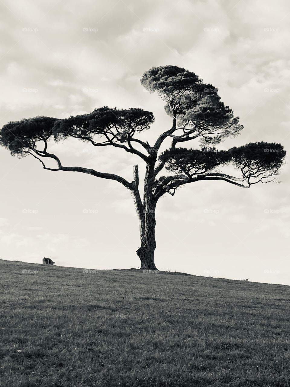 Bold and Distinquished