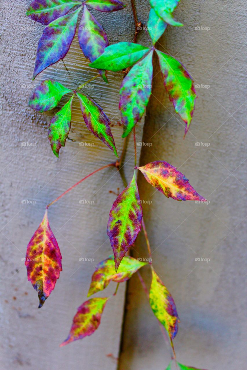 Vine on a Fence