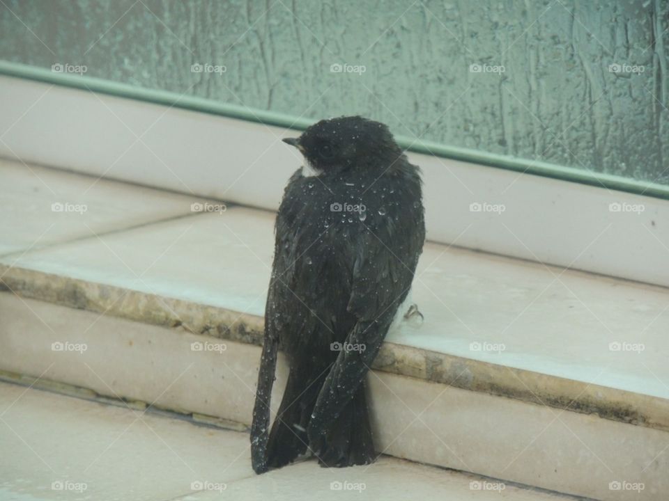 A small wet bird landed on the porch while waiting for the rain to stop