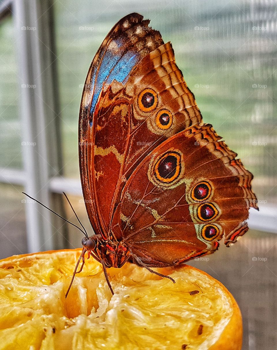 Small part of wing missing