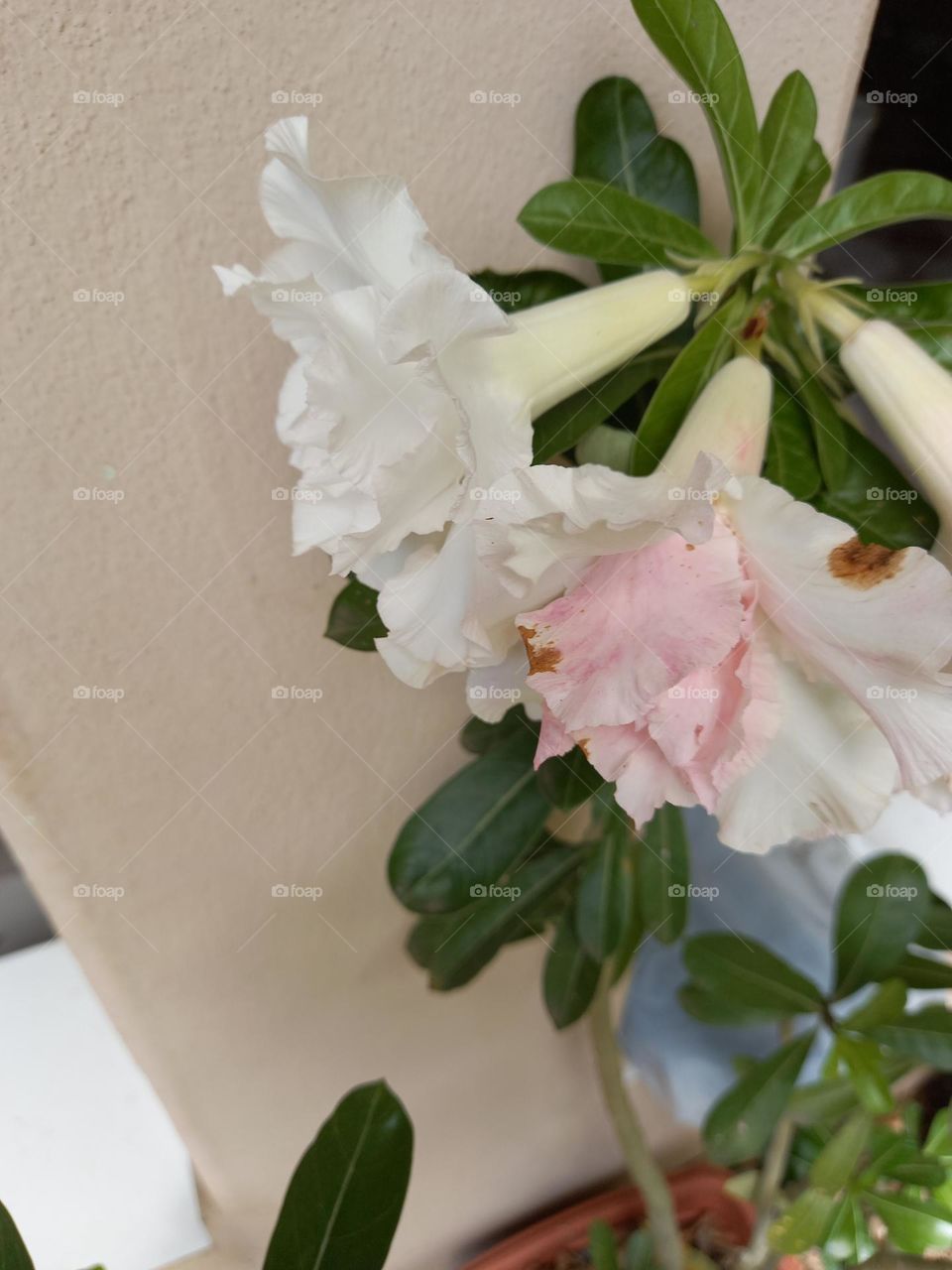 Rosa do deserto rosa e branco.