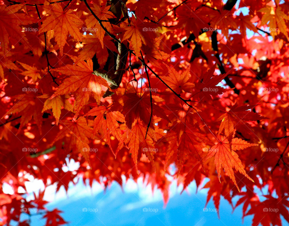 Fall colors at Mt Fuji